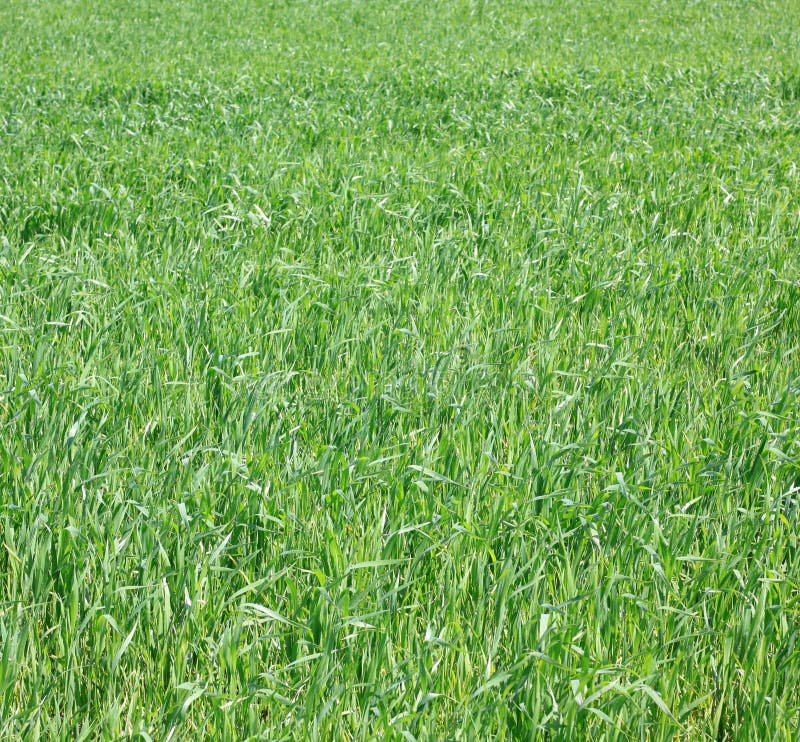 Fresh Thick Grass, Background of Green Grass Stock Photo Image of herbage, dewily 71347792