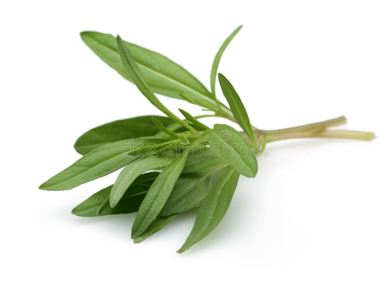 Fresh thyme branch