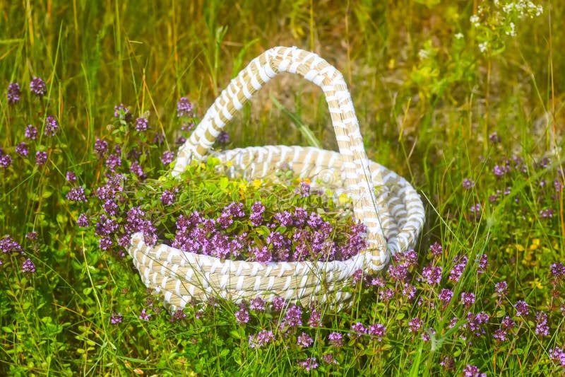 Fresh Thyme Collected in the Basket. Medical Herbs Stock Photo Image