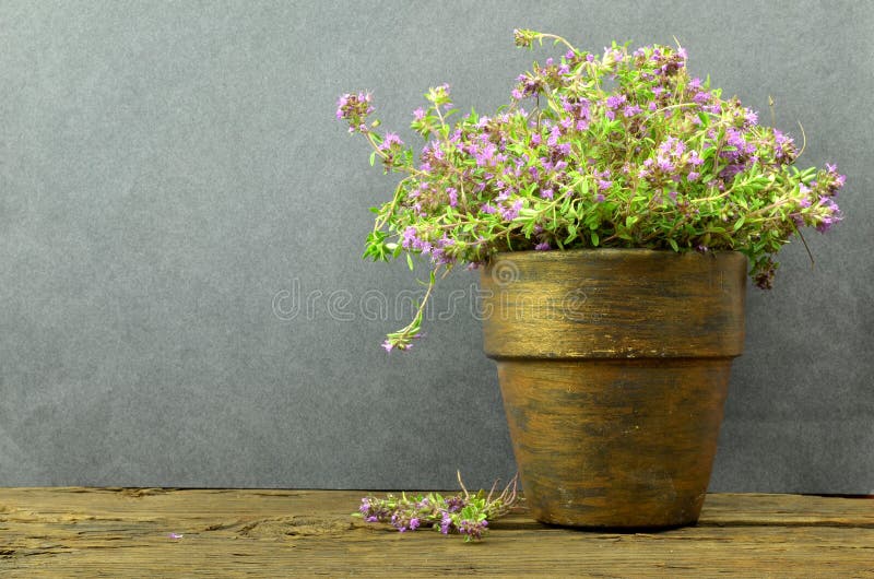 Fresh thyme flowers stock image. Image of freshness, natural 56775983