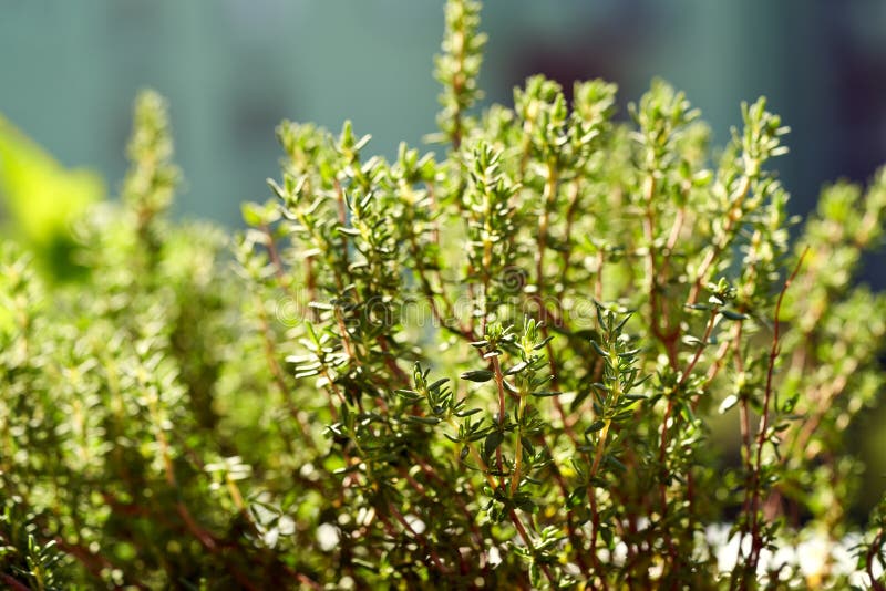 Fresh Thyme Growing in a Garden or Balcony, Outdoors Stock Photo