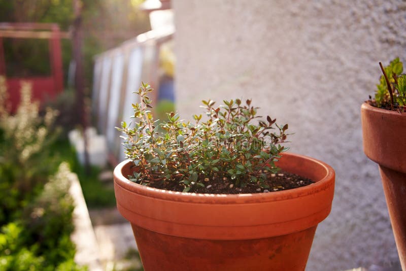 Fresh Thyme Growing in a Garden Stock Image Image of closeup, plant