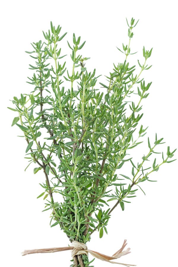 296,554 Thyme Images, Stock Photos, 3D objects, & Vectors