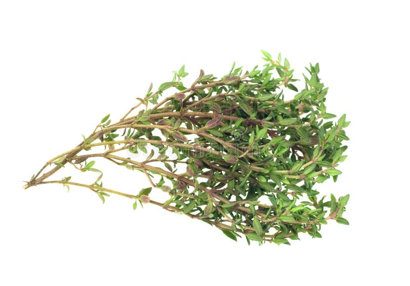 Fresh thyme herb