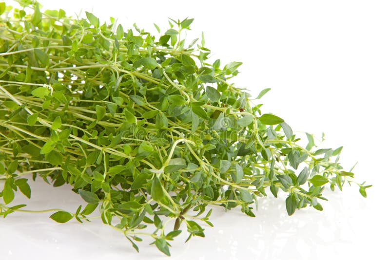 Fresh thyme herb in closeup