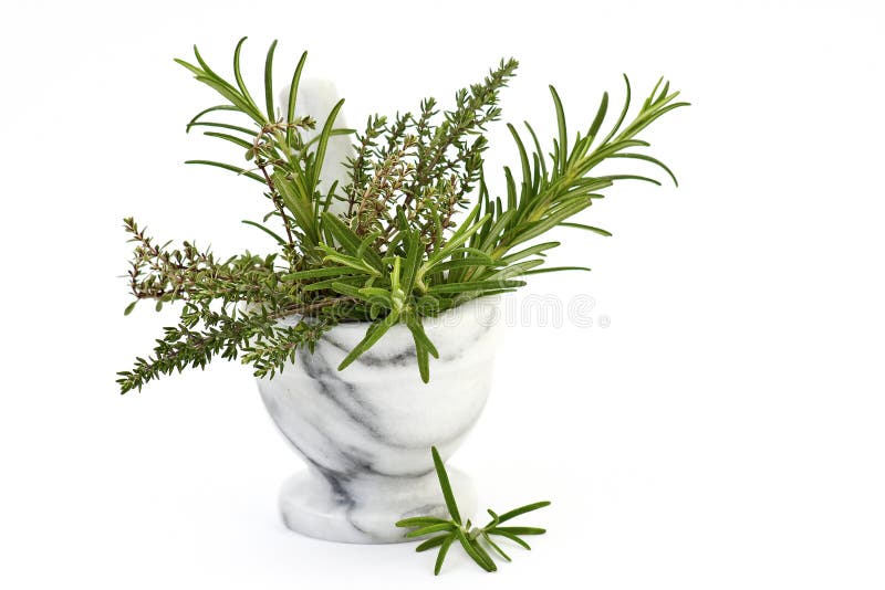 Fresh thyme and rosemary stock photo. Image of bunch 22927750