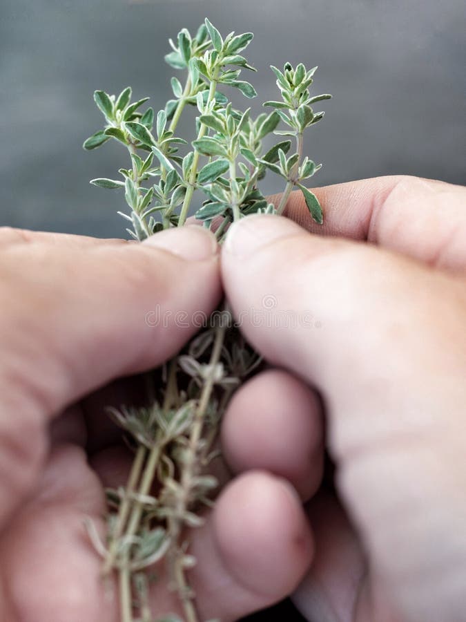 Fresh Thyme in Woman`s Hands Stock Image Image of dinner, eating