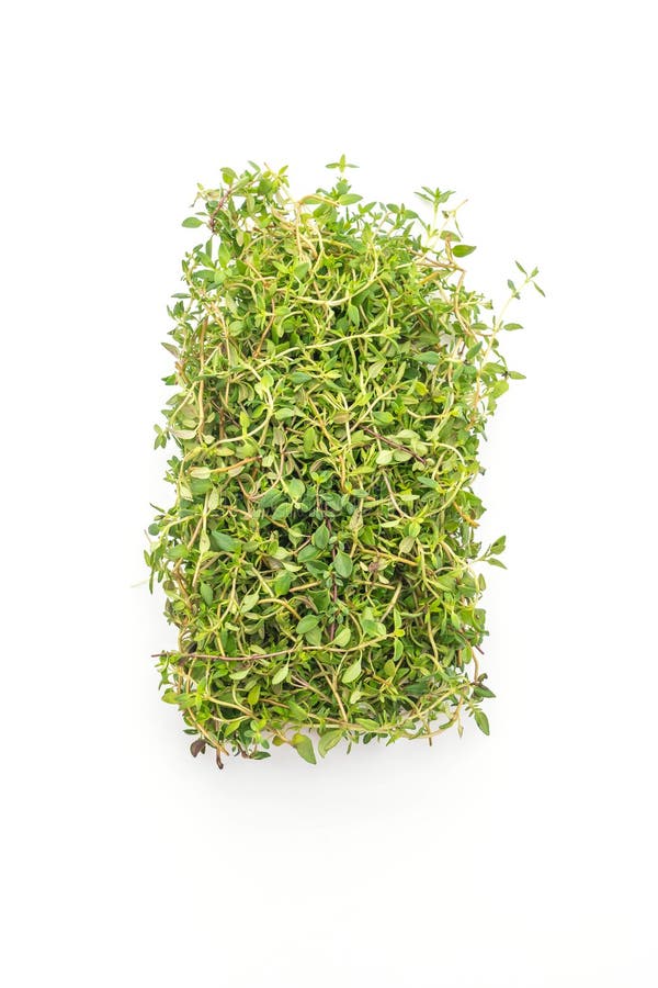Fresh Thyme on White Background Stock Photo Image of green