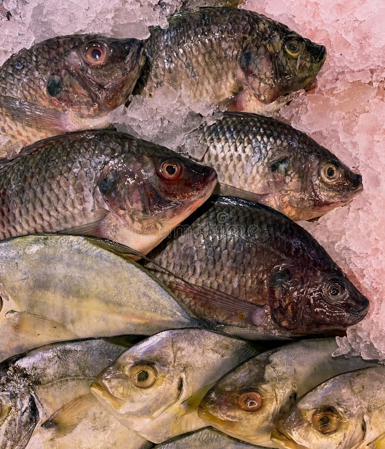 Fresh Tilapia and Other Fish in One Container Stock Image Image of