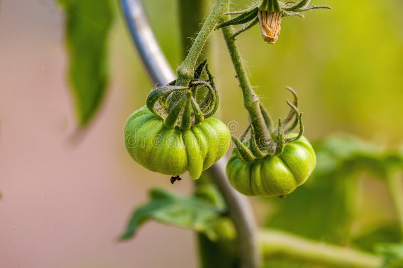 A Fresh Tomato Fruit in the Garden Stock Photo Image of macro