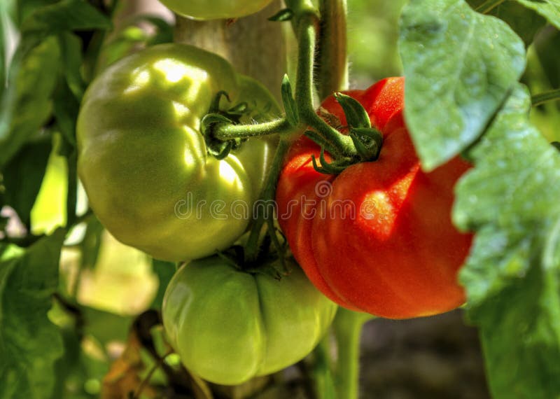 Fresh tomato plant