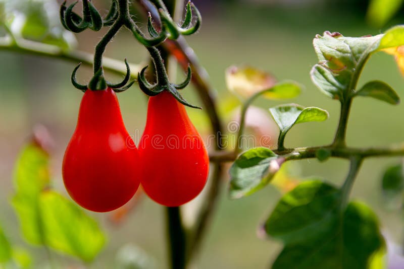 Cluster of fresh red pear tomatoes in sunny garden kitchen. Cluster of fresh red pear tomatoes in sunny garden kitchen