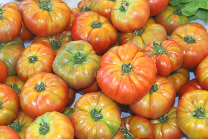 Fresh Mediterranean beef tomatoes