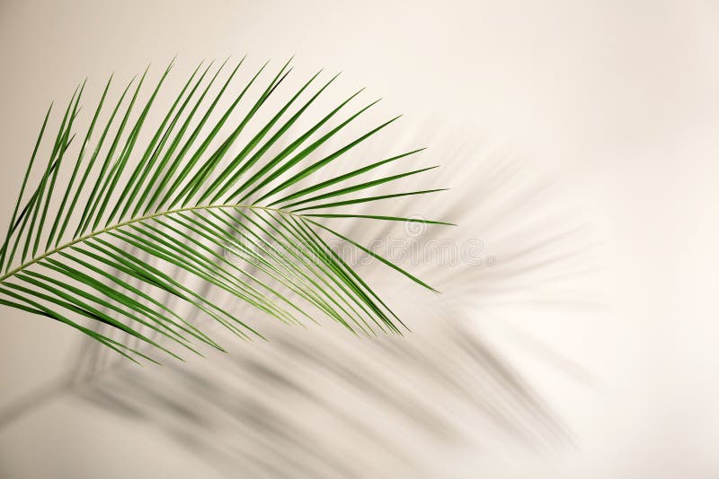 Fresh Tropical Date Palm Leaf Stock Image - Image of environmental ...