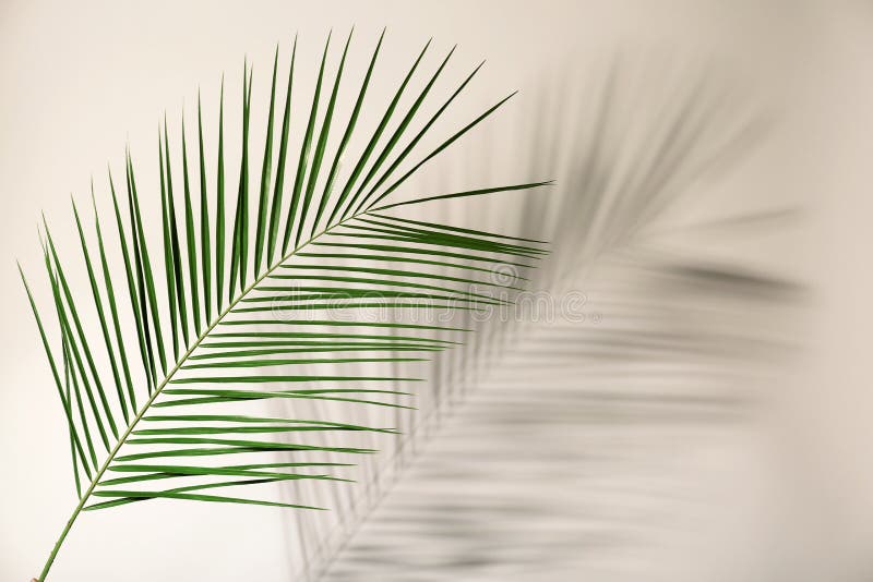 Fresh Tropical Date Palm Leaf Stock Photo - Image of green, gardening ...