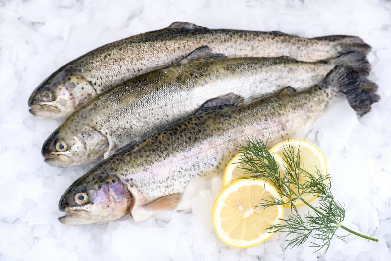 Fresh trout stock image. Image of fishing, dill, brook 27426835