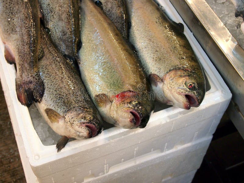 Fresh Trout, Athens Fish Market Stock Photo Image of market, fish
