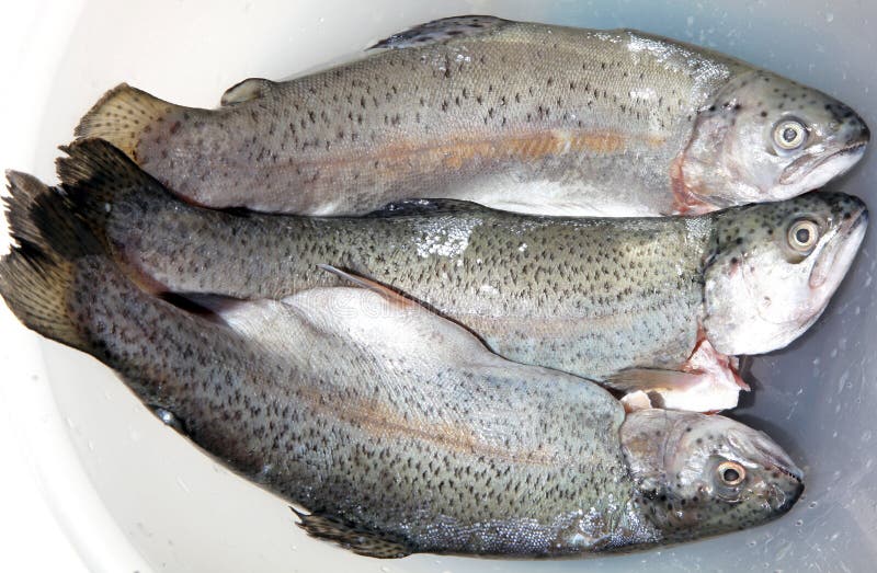 Fresh trout stock photo. Image of kitchen, three, animal 38707780