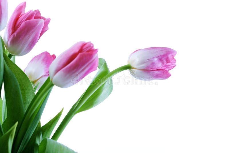 Fresh tulips stock image. Image of floral, package, give - 14119307
