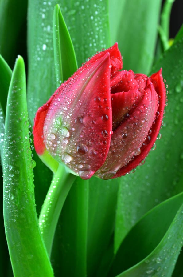 Fresh tulips flower stock photo. Image of bright, floral 50532338