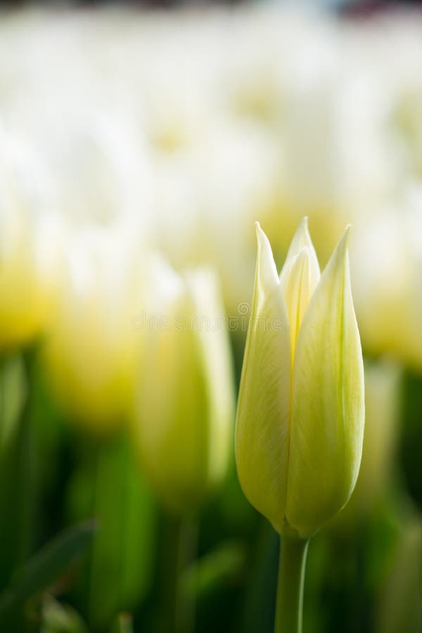 Fresh Tulips of White Color Stock Image - Image of vibrant, beautiful ...
