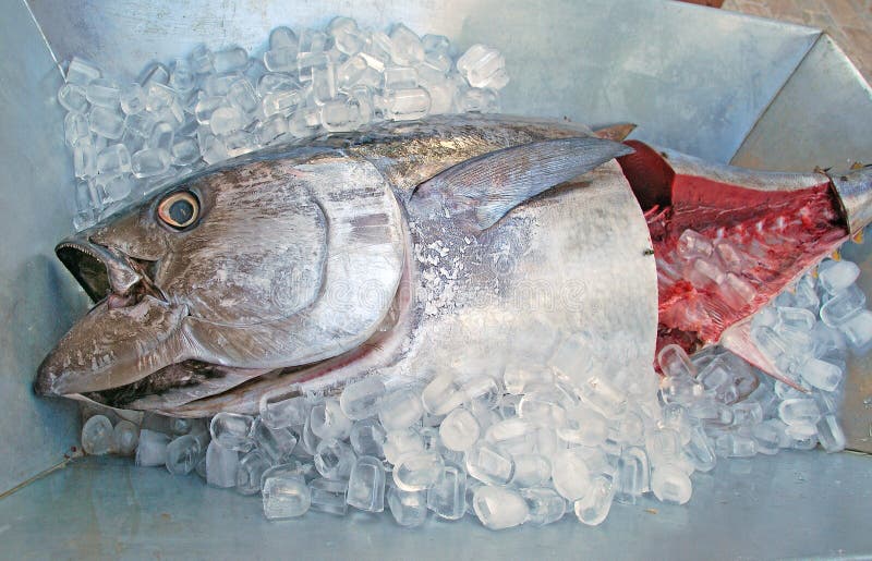 The fresh tuna in the ice stock image. Image of fish 79532573