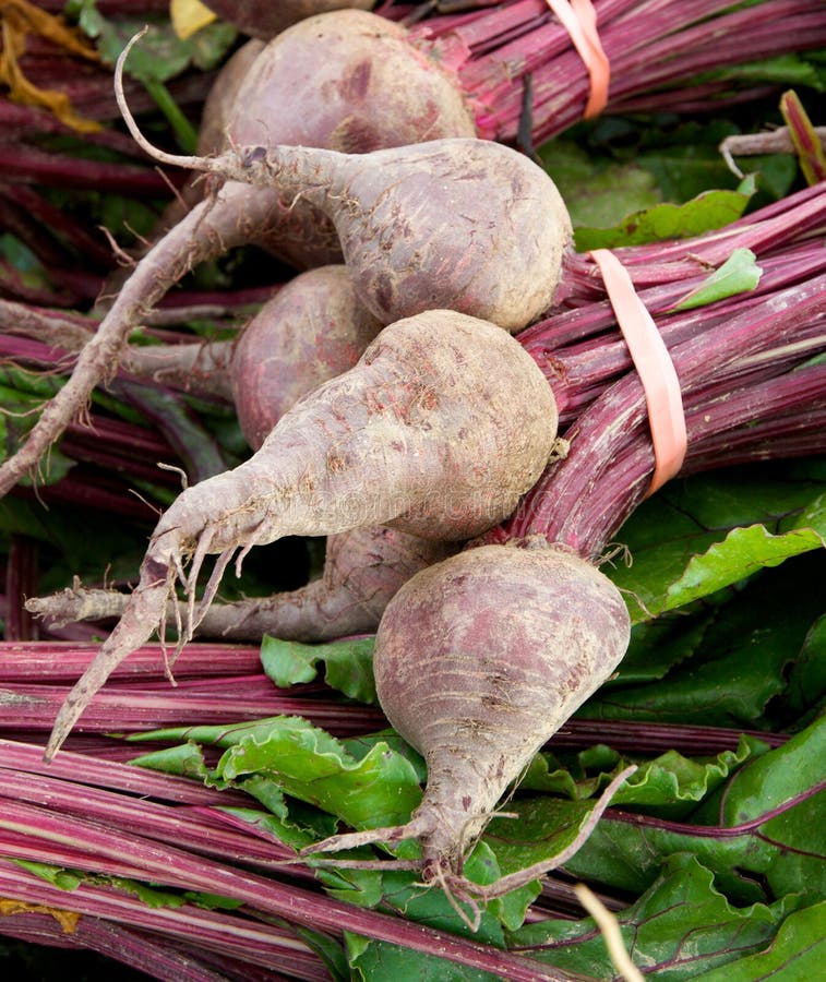 Turnips Farm stock photo. Image of garden, beets, agricultural 60833626