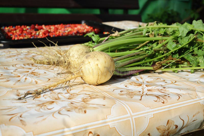 Fresh Turnips with Green Leaves on the Table Stock Photo Image of