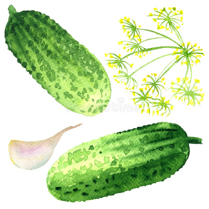 Fresh two cucumbers, dill umbrella, garlic, vegetable ingredients for pickle, summer harvest, isolated, hand drawn