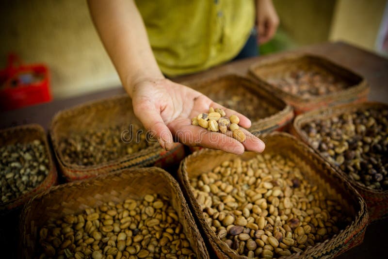 Unroasted coffee beans stock image. Image of fresh, unroasted 7220909