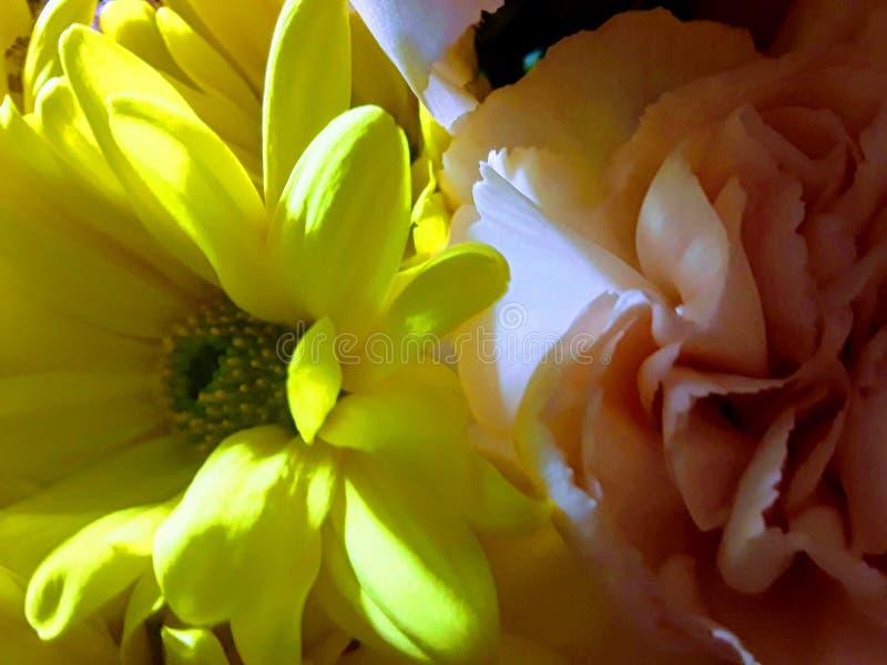 Fresh Valentine flowers stock image. Image of yellow 149577109