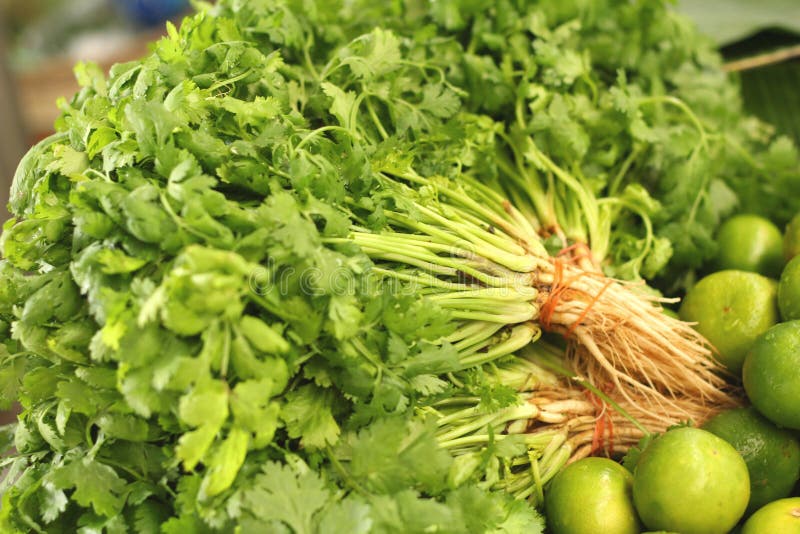 Fresh Coriander in the Garden Stock Image Image of diet, vegetarian
