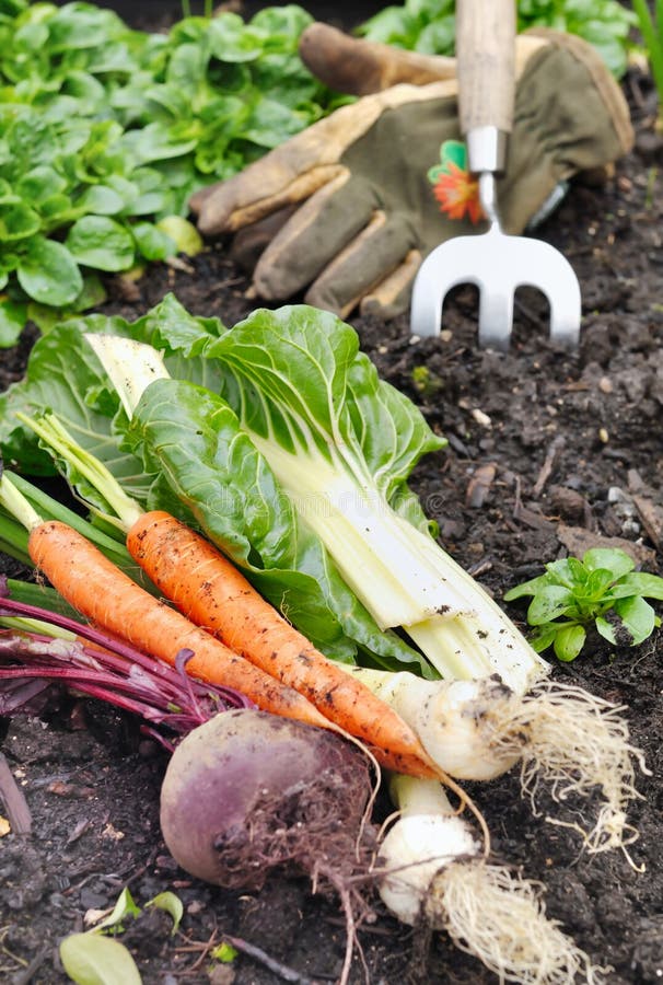 Fresh vegetables in garden