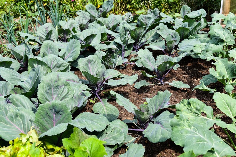 Red Cabbage Grows in a German Kitchen Garden Stock Image Image of