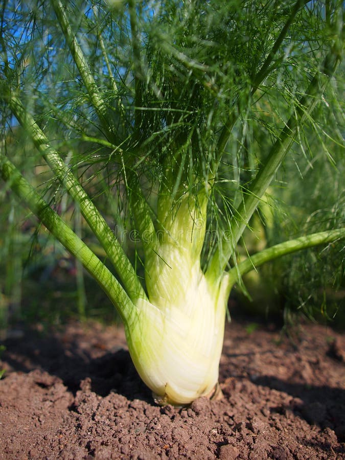 Fresh Vegetables Growing Fennel Stock Image Image of fennel, growth