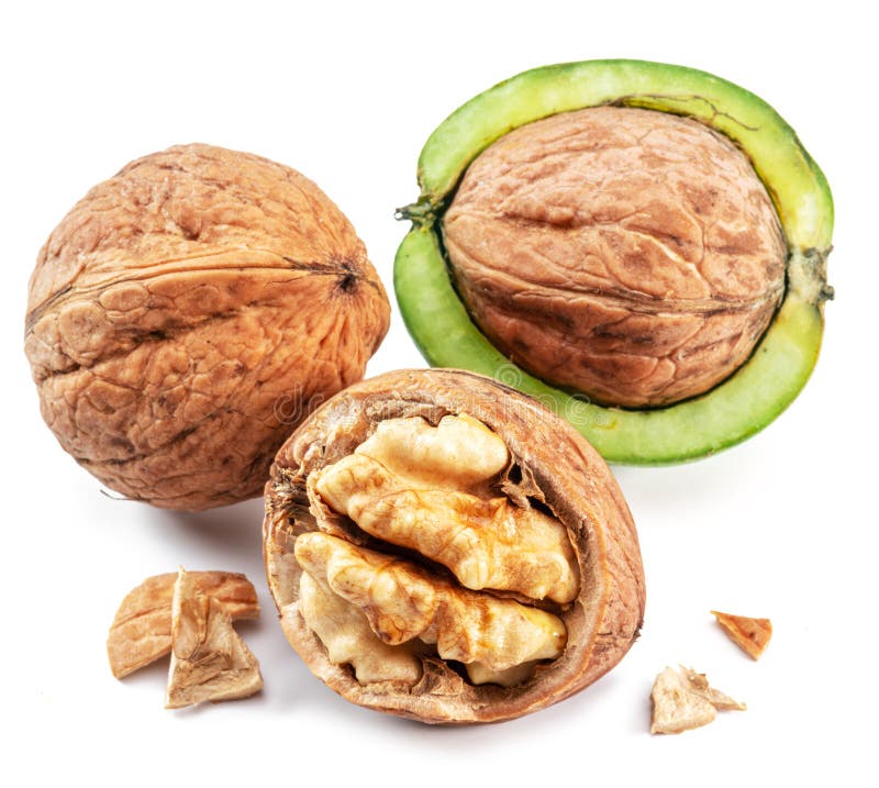 Fresh Walnut in Green Husk, Walnut and Kernel Isolated on White