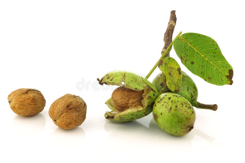 Fresh walnuts (Juglans regia) with a shell opened