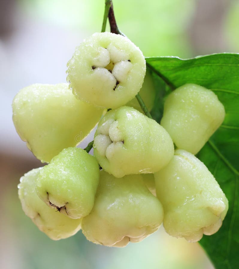 Fresh Water Apple or Rose Apple Stock Photo Image of bell, india