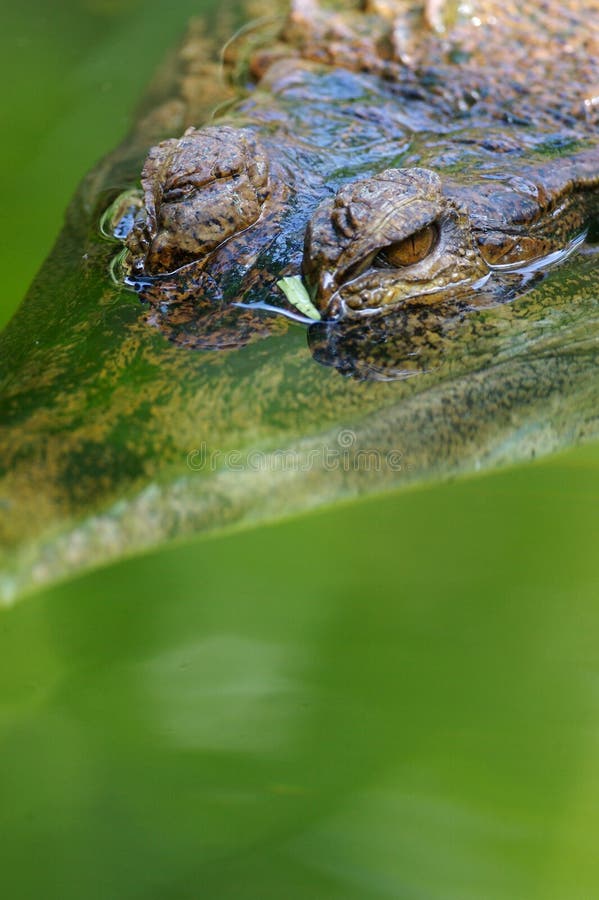 Fresh Water Crocodile