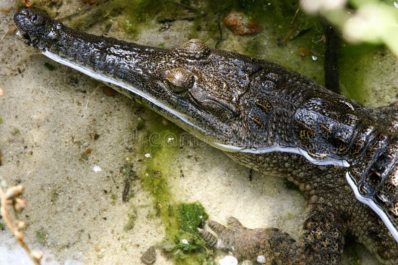 Fresh Water Crocodile