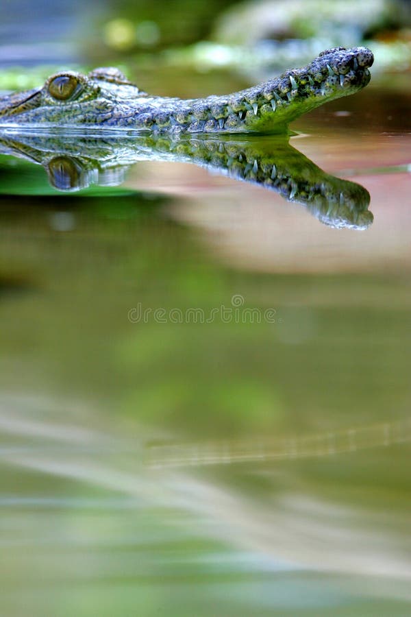 Fresh Water Crocodile