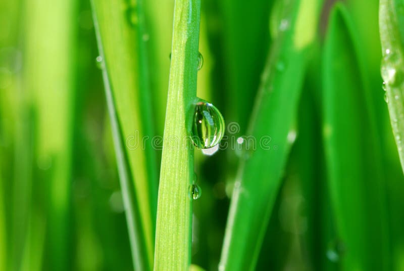 Fresh water drop royalty free stock photography