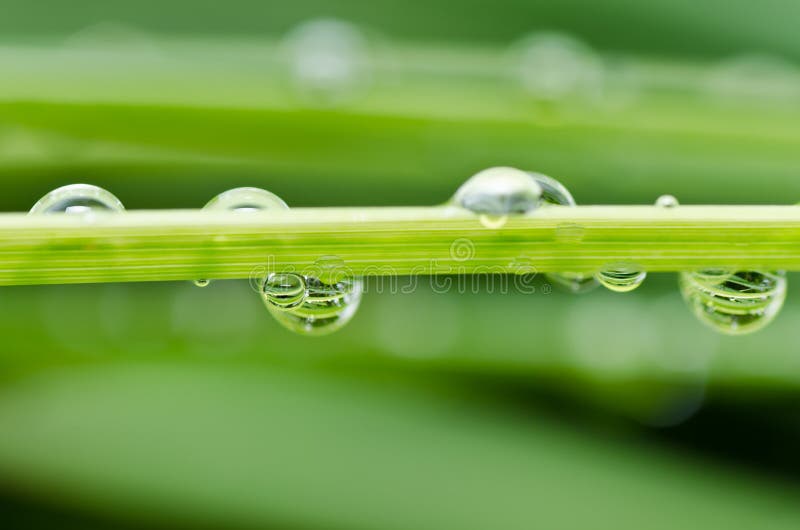 Fresh water drops in green nature