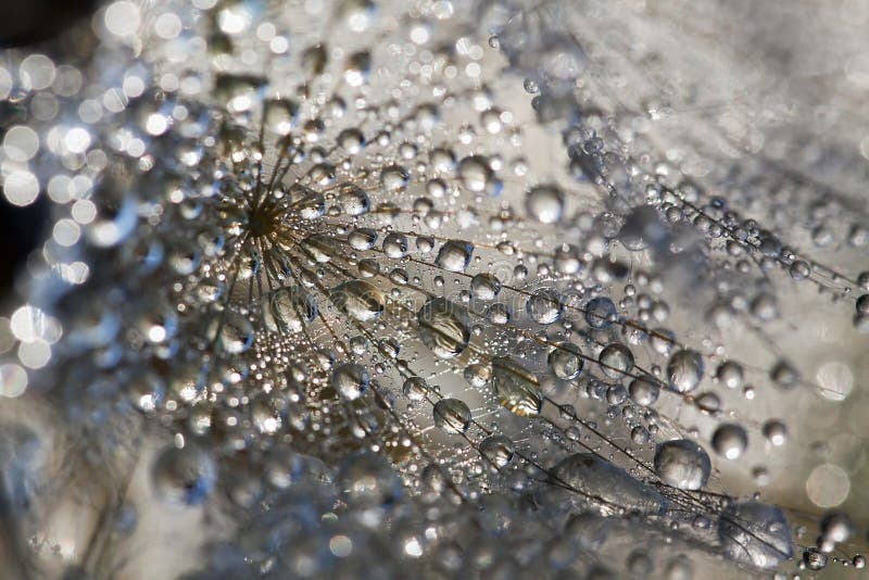 Sparkling tiny water drops on a salsify plant - close up. Sparkling tiny water drops on a salsify plant - close up