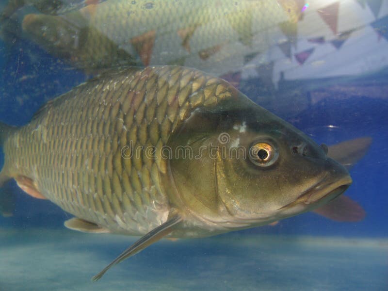 Fresh water fish(cyprinoid)