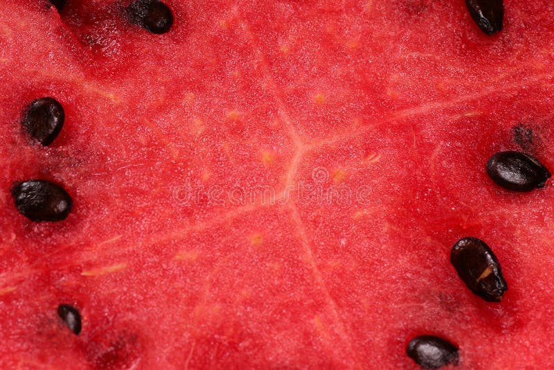 Fresh water melon background