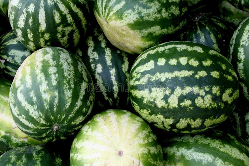 Fresh watermelons stock photo. Image of berry, summer 14213358