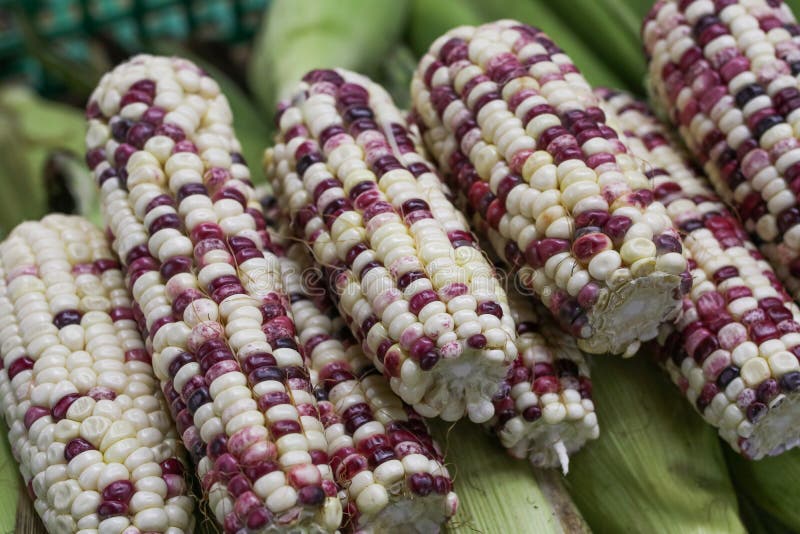 Waxy corn stock photo. Image of organic, healthy, natural 42650392