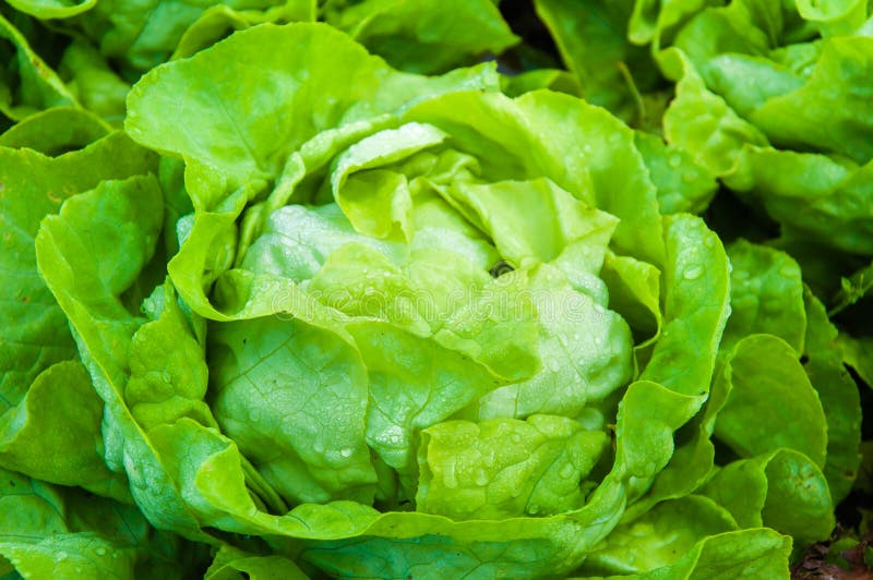 5,658 Wet Lettuce Photos Free & RoyaltyFree Stock Photos from Dreamstime