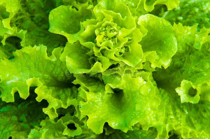 5,658 Wet Lettuce Photos Free & RoyaltyFree Stock Photos from Dreamstime